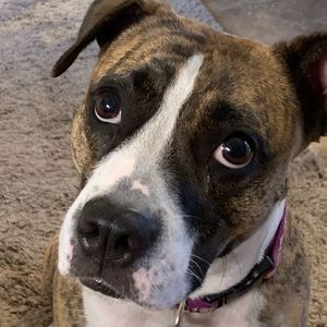 Meet your Posher, Bob